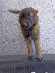 Cachorros Serra da estrela