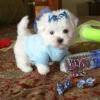 Excelente ninhada de Bichon Malts