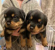 Cachorros Rottweiler Disponvel