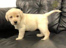Retriever do Labrador  fmea e macho