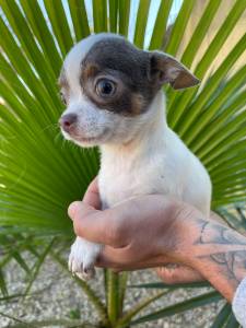 Lindissimo Chihuahua 