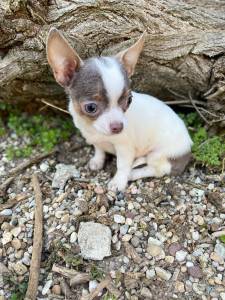 Lindissimo Chihuahua 