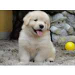 Golden Retriever Filhote Macho com microchip lindssimo Canil Tajj Mahall Curitiba