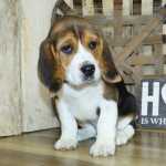 Cachorros Beagle