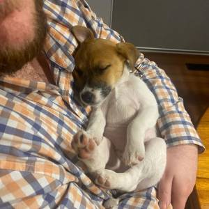 Macho e fêmea Jack Russel Terrier