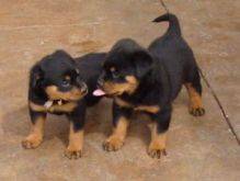 Cachorros Rottweiler disponveis