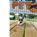CANIL ESPECIALIZADO EM JACK RUSSEL CRIAO VETERINRIA FILHOTES  VENDA