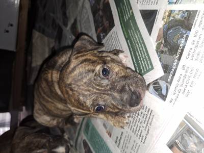 Filhotes American PitBull APTB