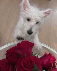 Macho e fmea West Highland White Terrier