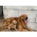 Filhotes de Golden Retriever Macho