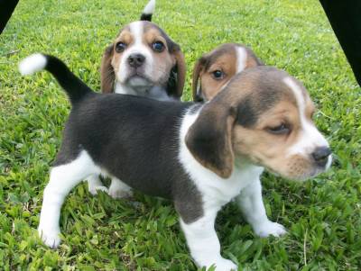 FILHOTES DE BEAGLE MINI EM CURITIBA