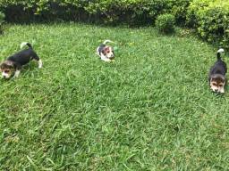 FILHOTES DE BEAGLE MINI EM CURITIBA