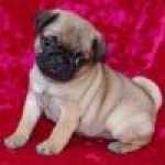 Maravilhosos Cachorros Pug muito meigos e calmos