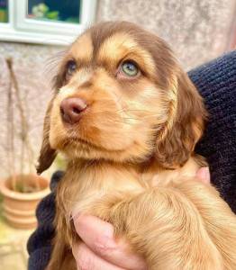 macho e fmea Cocker Spaniel Ingls