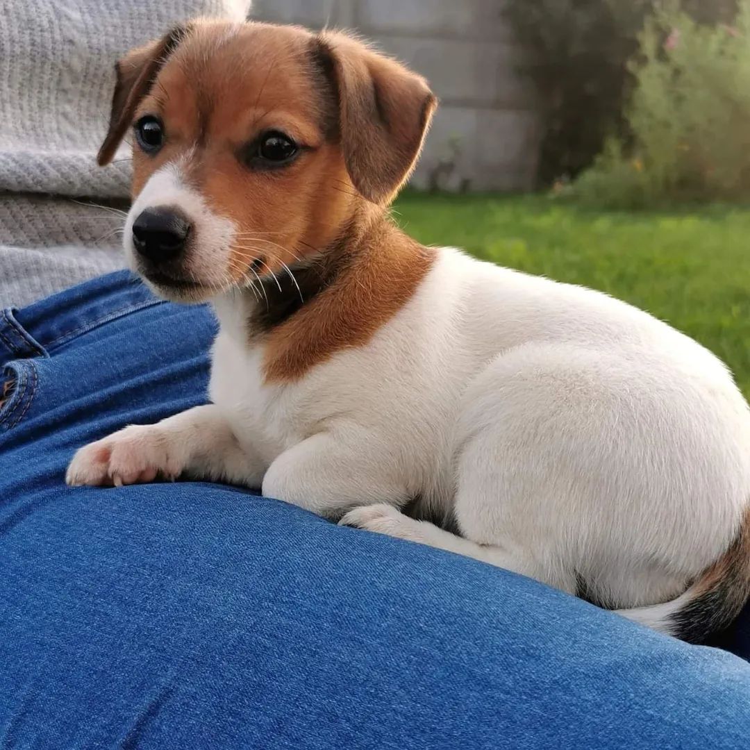 Lindos cachorrinhos Jack Russel Terrier