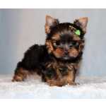 Femea yorkshire terrier mini mini