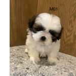 Shih-tzu