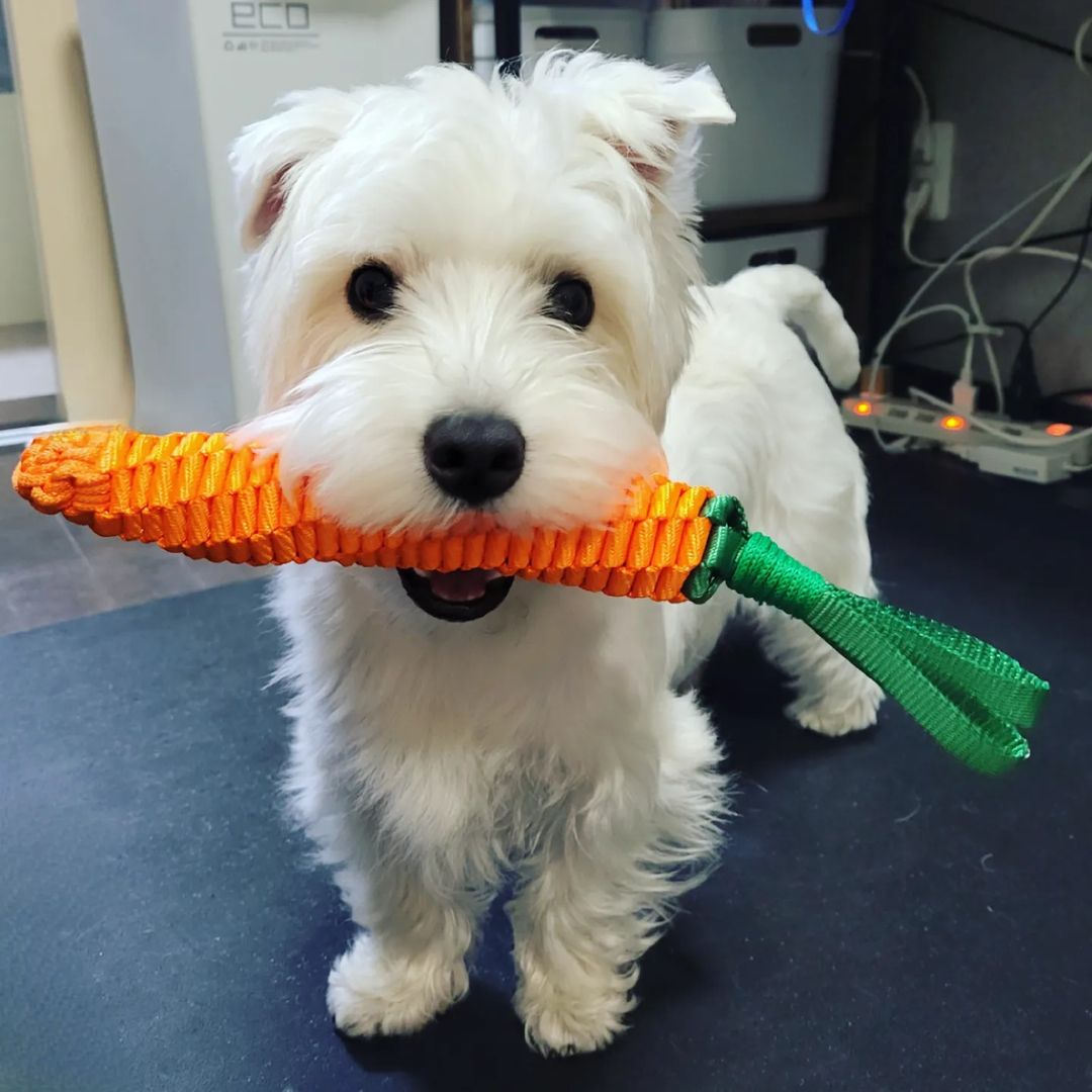 Lindos West Highland White Terrier