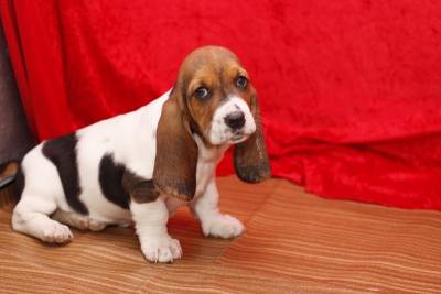 Cachorros Basset Hound disponveis