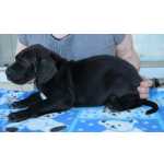 Cachorros Dogue Alemo disponveis