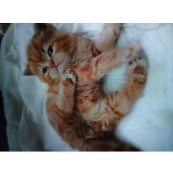 Gatinho persa exotico lindo
