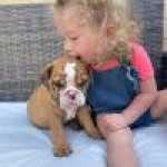 Ninhada de raa Cachorros Bulldog Ingls disponivel