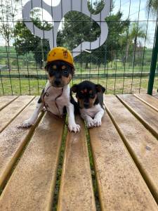 AQUI SEU TERRIER BRASILEIRO  CRIADO POR MDICA VETERINRIA LINDOS E SUPER SAUDVEIS