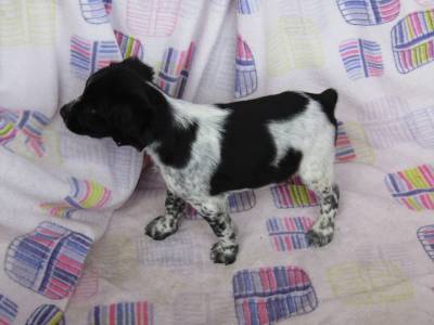 Epagneul Breton LOP Pedigree Afixo