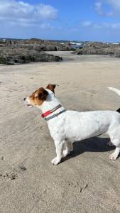 Jack Russel Terrier puro procura namorada