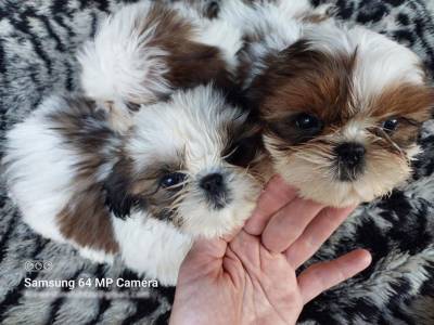 FILHOTES DE SHIH TZU MACHO E FMEA DISPONVEL