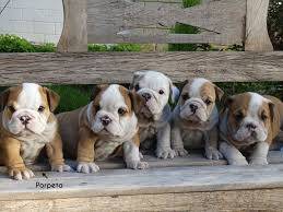 Bulldog Ingls