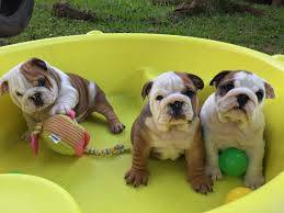 Bulldog Ingls