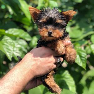 Excelente Yorkshire terrier LOP