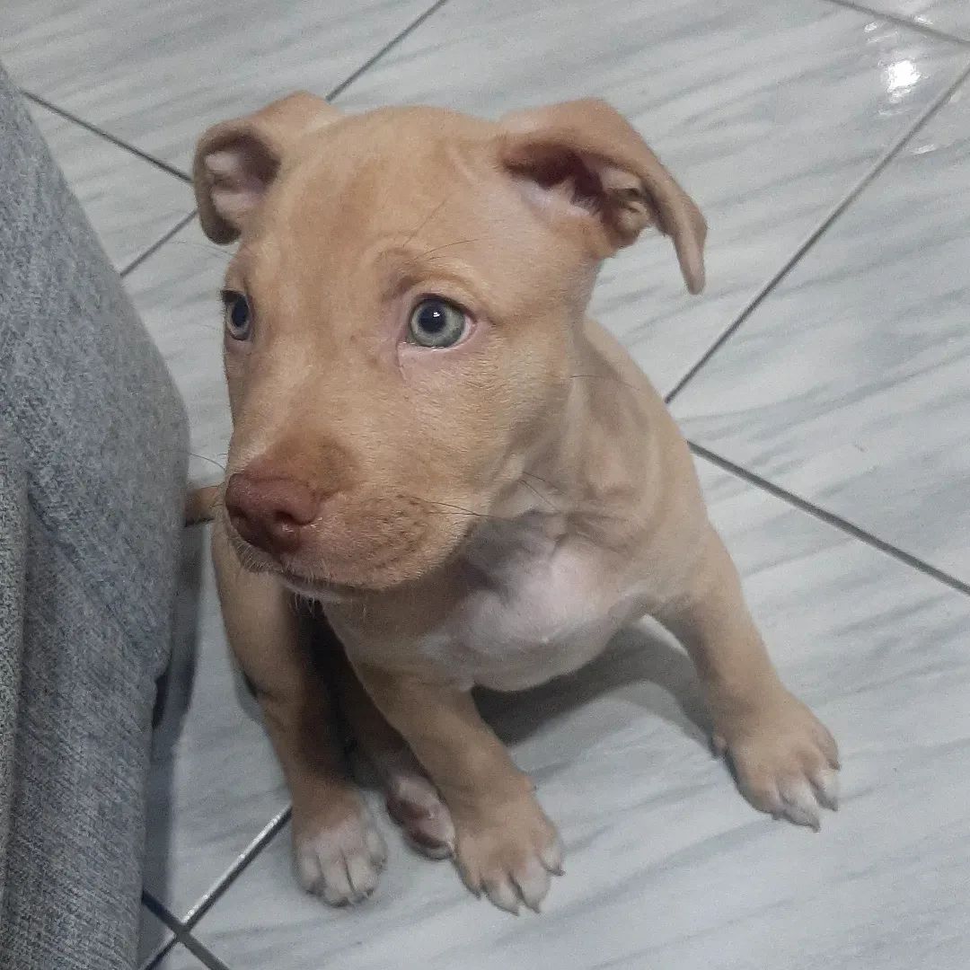 Macho e fmea maravilhosos Pit Bull