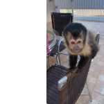 Filhote Macaco prego