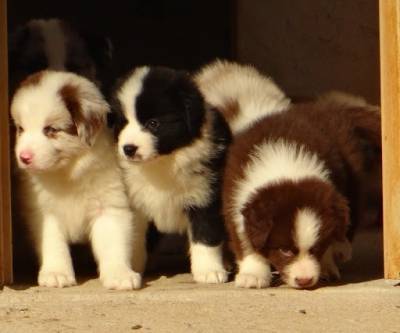 Border Collie