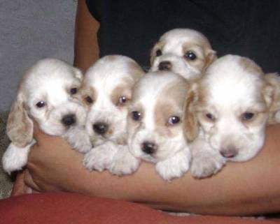 Cocker Spaniel