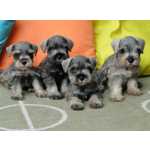 Schnauzer