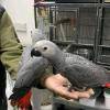 Excelentes papagaios cinzentos africanos