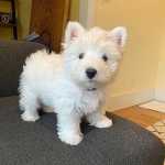 West Highland White Terrier Dispon�vel