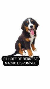 FILHOTE DE BERNESE MOUNTAIN DOG MACHO
