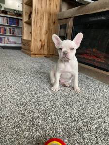Buldogue Francs