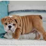 Excelentes machos e fmeas Bulldog Ingls