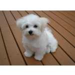 Cachorros Bichon Malts disponveis