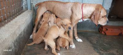 Perdigueiro Português Canil da Ribeira Lima ninhada de cachorros