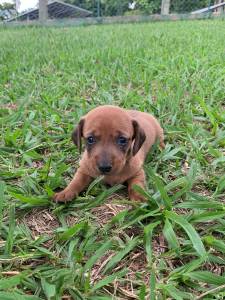 TECKEL DACHS DE DIVERSAS CORES E PELAGENS AQUI CES CRIADOS POR MDICA VETERINRIA
