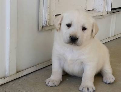 Tenho para venda Retriever do Labrador