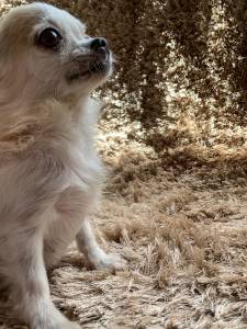 Chihuahua pelo longo