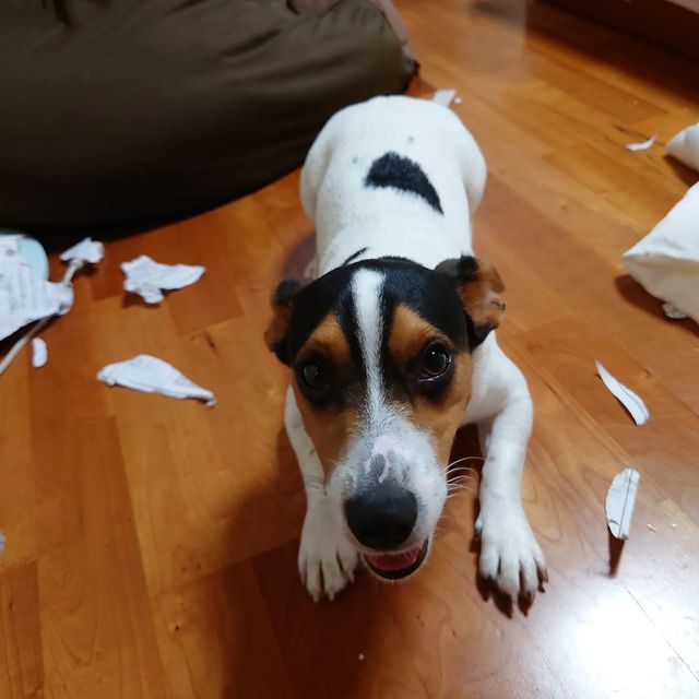 Jack Russel Terrier muito meiguinha e brincalhona