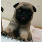 Vende-se filhotes de Pug Abricot